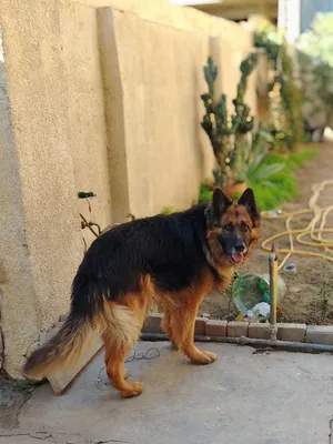 فحل جيرمن للبيع