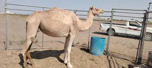 ناقه للبيع حايل