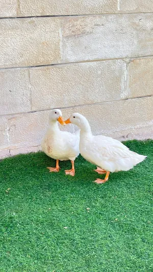 Two ducks for sale, male and female. 8 months old. بطات للبيع العمر 8 اشهر ذكر وانثى