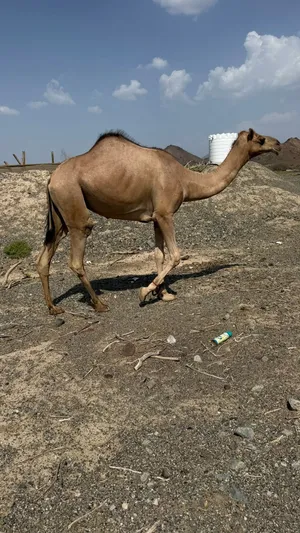 للبيع بكره يذعه سلاله طيبه وشكل