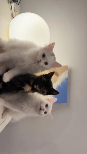 2 kittens 3months old.fully vaccinated/chipped/rabies-shot/de-wormed/with passport