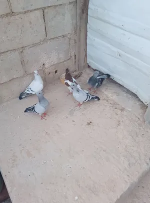 جوز عمليات شغالات