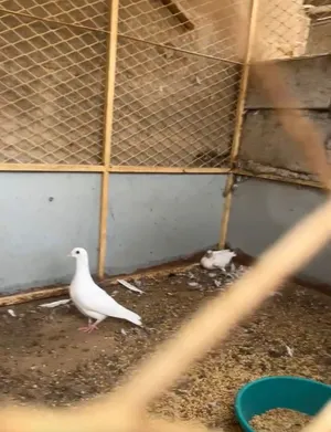 حمام للبيع حب الرمان و باكستاني