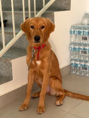 Golden Retriever Female