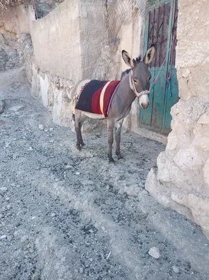 جحش غنم العمر حول سنتين