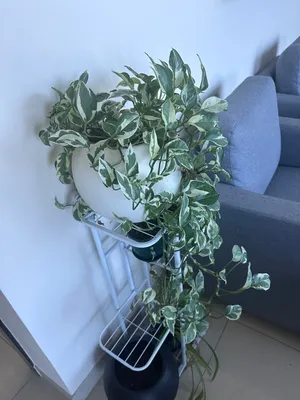 Indoor and outdoor plants with pots