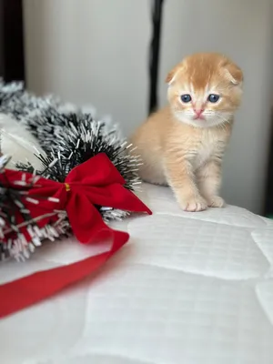 Scottish fold amazing kittens so beautiful colors and very playful