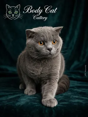 Scottish Fold