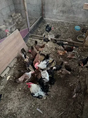 دجاج عرب وكويتي البيع شلعة حلوات ونظيفات