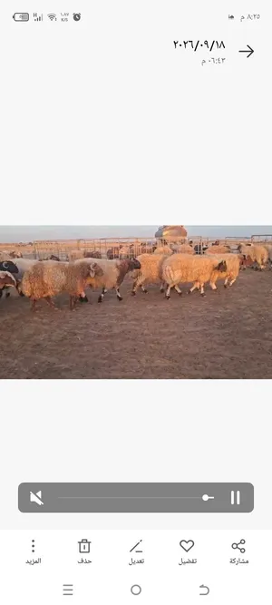 يتوفر خرفان بلدي بضاعة صوبر الصوبر صحراوي اوزان ثقيلة