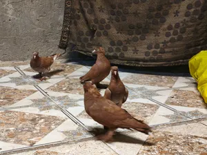حمام رواعب للبيع