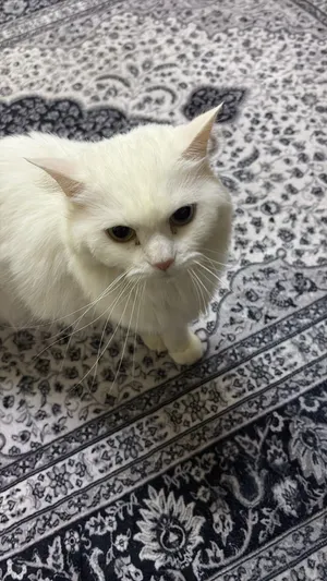 قطه ل تبني