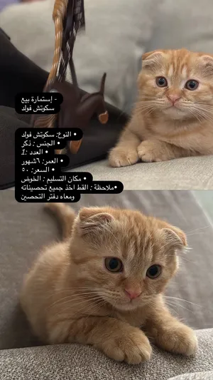 قط  للبييع