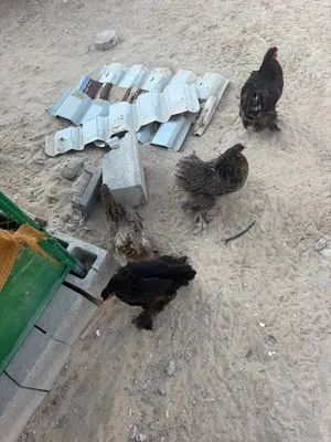 دجاج براهما أناث
