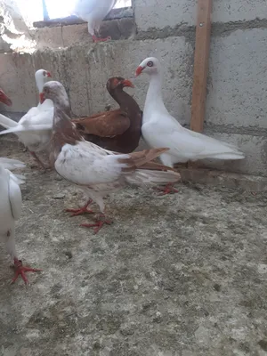 مخاليف سلافر..