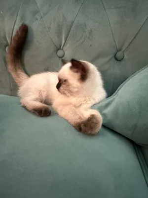 Cat for sale (Bree)
