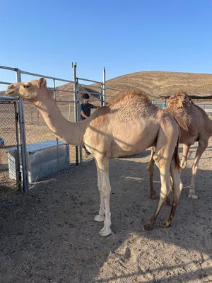 جعود لاب سلفر بن قريع لام بنت سراب بن عايد مركضه ومبيوعه بكره علي ركض اخت الجعود من لام