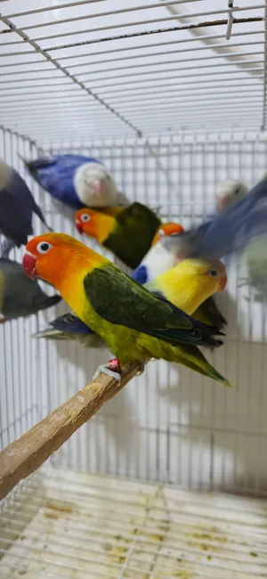 تعزيله محميه غندورات نثايه وفحله تبزيري محلقات باسمي مضمونات من كلشي الوصف مهم