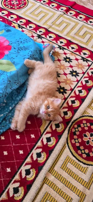 قطط شيرازي عمر شهرين