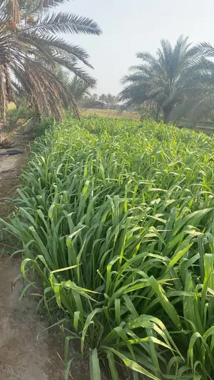 يتوفر مقطاع بونيكام قص يومي
