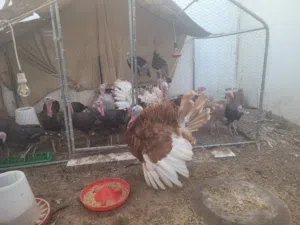 دجاج رومي للبيع