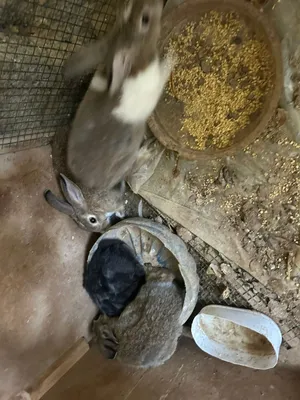 ارانب للبيع