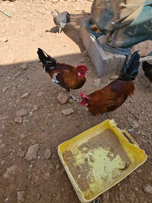 دياكه للبيع
