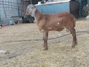 كبش سوداني طيب للتربيه