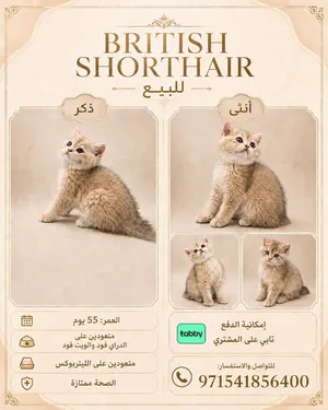 قطط British Shorthair  – ذكرين وأنثى