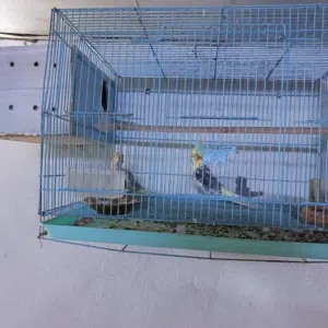 هنه وقفصهن