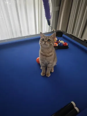 British short kitten with passport