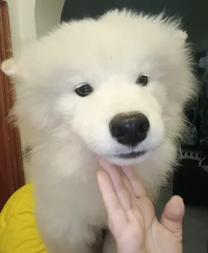 Pure Samoyed male puppy fully vaccinated with passport