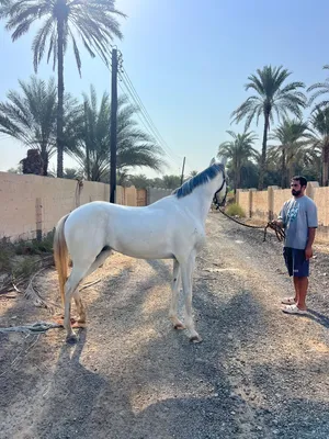 حصان مهجن بدون جواز