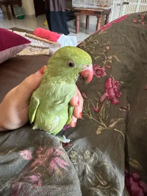 3 months old parrot IRN