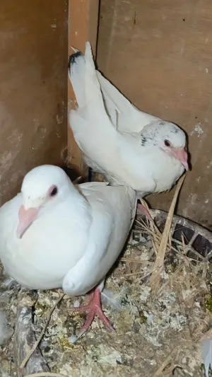 زواجل توهن ياكلن بيض