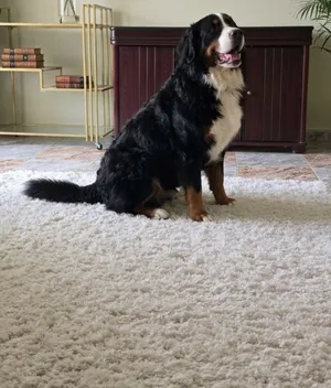 ذكر بيرنيز ماونتن دوج (Bernese Mountain Dog) مستورد من روسيا   Stud Fee : AED 11,000