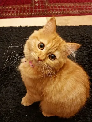 CUTE 3 MONTHS GINGER KITTEN 2500AED