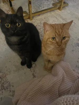 قطط للتبني مجاناً نوع بريتش ستريت هير Cats for adoption for free