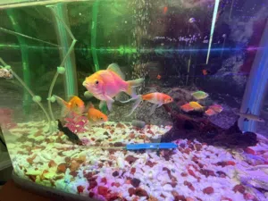 620 Model Aquarium with Koi Fishes cabinet and EHIEM 440 Pump
