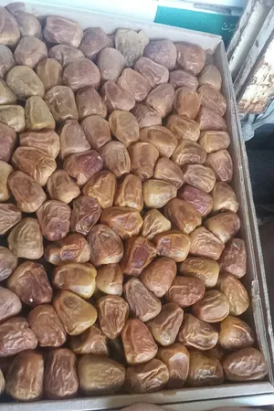 تمر سكري مفتل