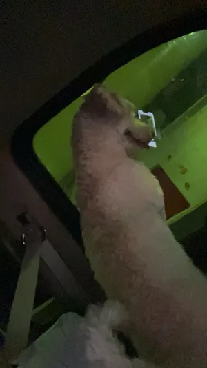للبيع توي بودل ذكر