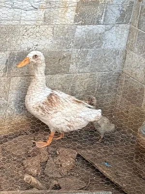 بطة البيع كبيرة