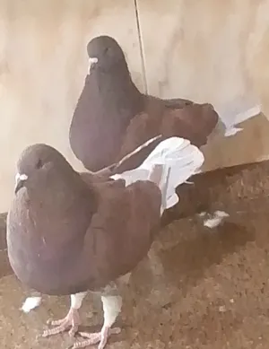 أربع جواز مالطي على كنج شغل زغاليل احجام كبيره تواصل واتساب