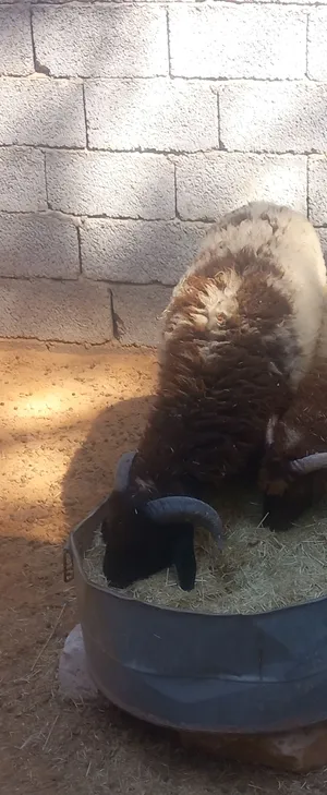 حولي 8شهور