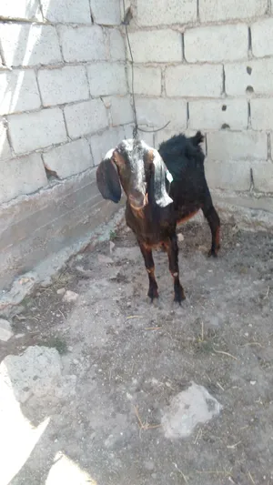 عنزه للبيع