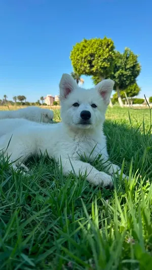RARE WHITE GERMAN SHEPHERDS  FOR  SALEEE كلاب وايت جيرمن شيبرد للبيع