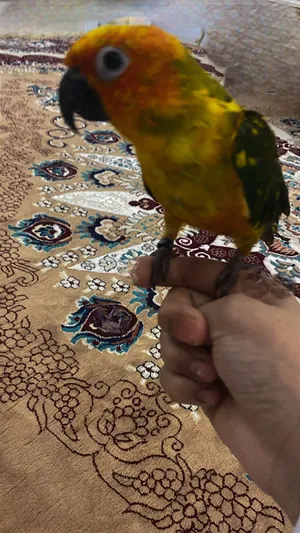 للبيع مستعجل ببغاء الصن كنيور ————لايوجد توصيل