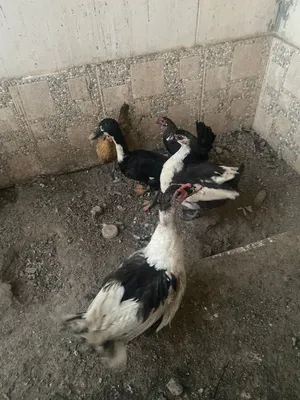 بط مصري للبيع