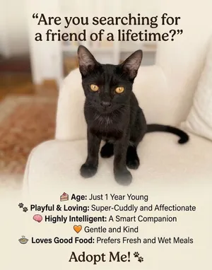 Super Affectionate Kitten Looking for a Loving Home