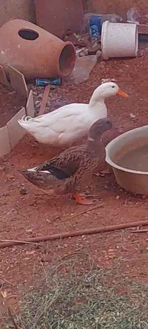 جوز بط عمر 5 شهور